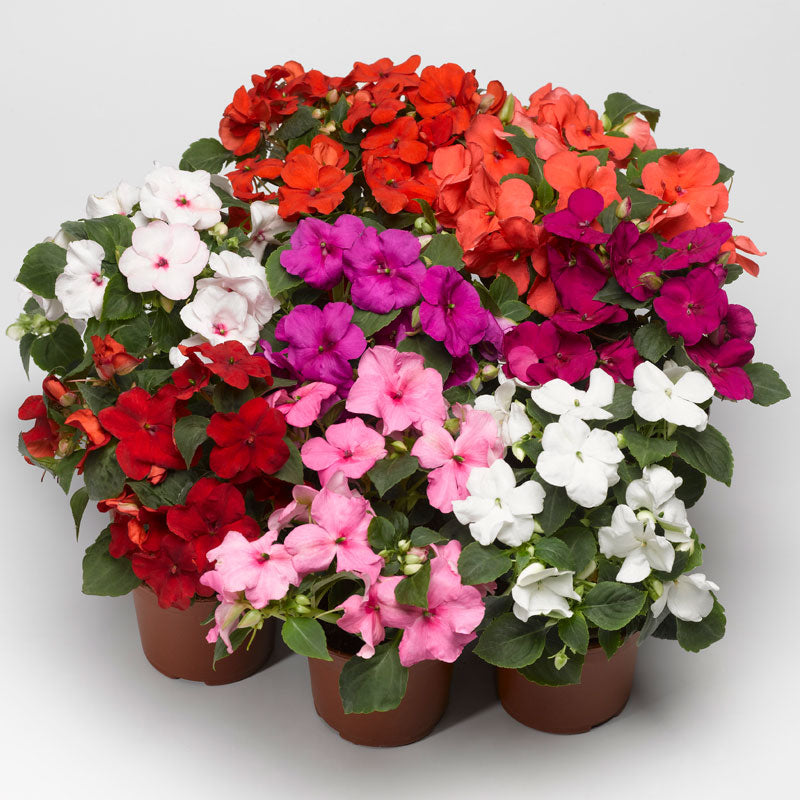 Impatiens Accent Premium Mix F1 Seed Seeds