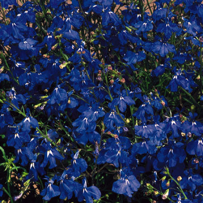 Lobelia Regatta Marine Blue    10,000 seeds