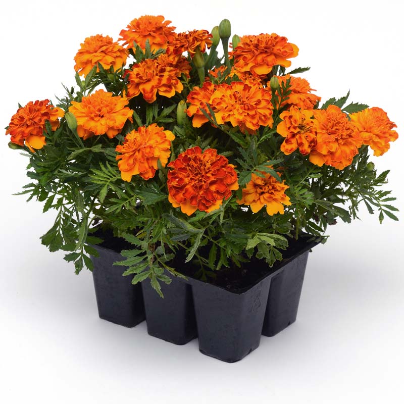 Marigold Bonanza Bolero Seed Seeds