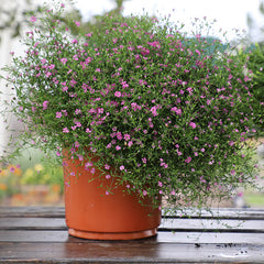 Gypsophila Gypsy Deep Rose Seed