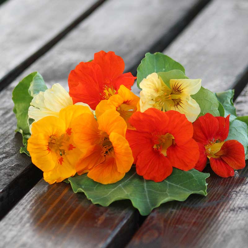 Nasturtium Jewel Mix Seed Seeds