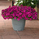 Petunia Wave Purple Classic F1 Seed