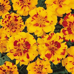 Marigold Durango Bolero Seed