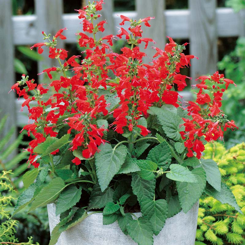 Salvia Lady In Red Seed Seeds