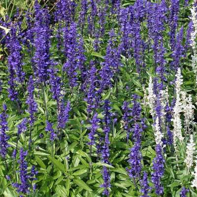 Salvia Victoria Blue Seed Seeds