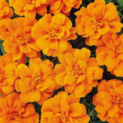 Marigold Durango Tangerine Seed