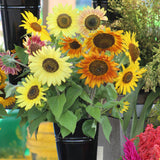 Sunflower Autumn Beauty Mixture Seed