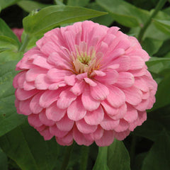 Zinnia Benary's Giant Bright Pink seeds