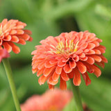 Zinnia Benary's Giant Salmon Rose Seed