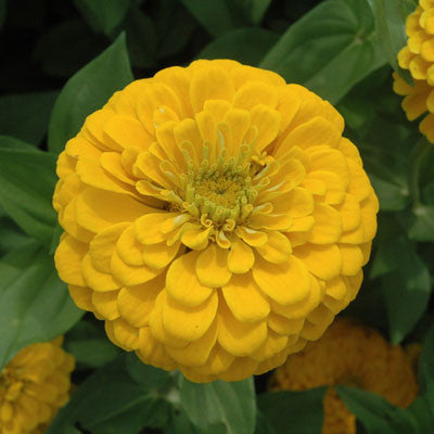 Zinnia Benary's Giant Golden Yellow Seeds Seeds