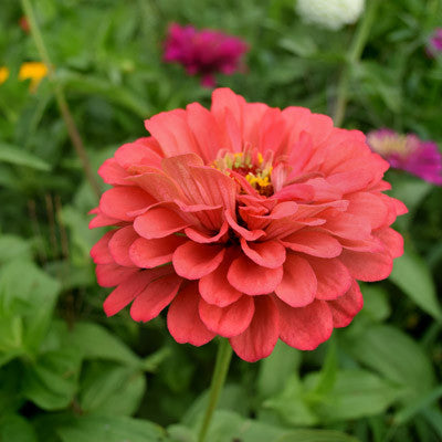 Zinnia Benary's Giant Coral Seeds Seeds