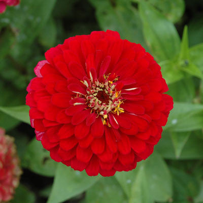 Zinnia Benary's Giant Deep Red Seeds Seeds