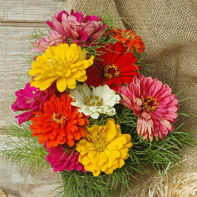 Zinnia State Fair Mix Seed Seeds