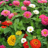 Zinnia State Fair Mix Seed