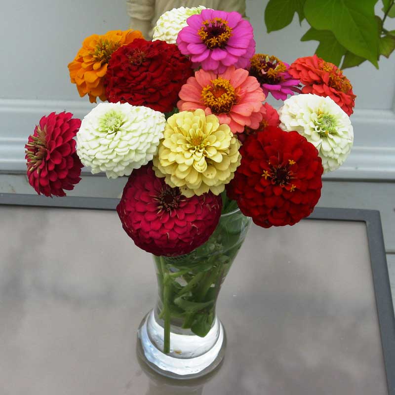 Zinnia Oklahoma Mix Seed Seeds