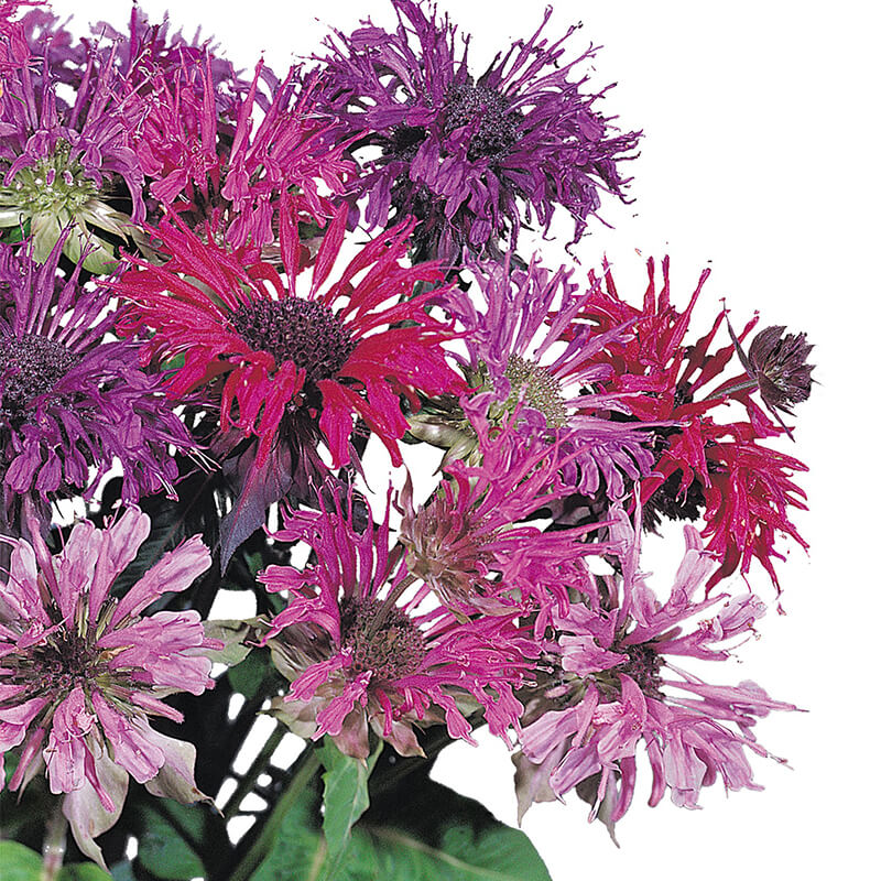 Monarda Panorama Mix F1 Seed Seeds