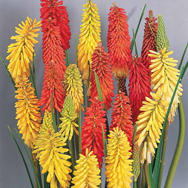 Kniphofia Flamenco Seed Seeds