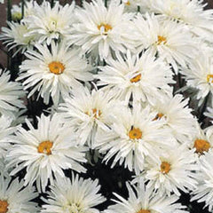 Leucanthemum Crazy Daisy Seed