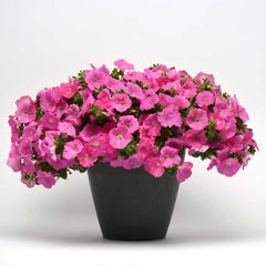 Petunia Easy Wave Pink F1 Seed