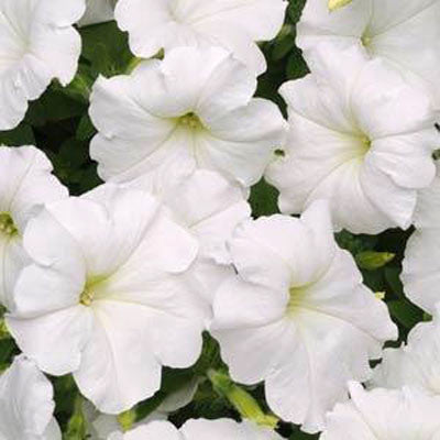 Petunia Easy Wave White F1 Seed Seeds