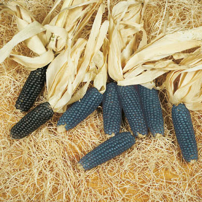 Ornamental Corn Mini Blue Popcorn Seed Seeds