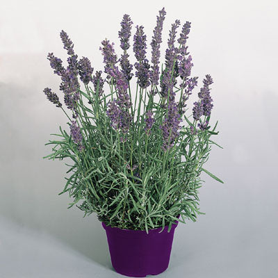 Lavender Hidcote Blue Seed Seeds