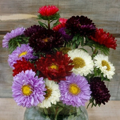 Aster Matsumoto Mix Seed Seeds