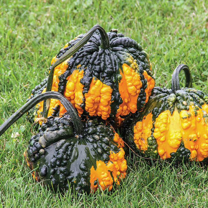 Gourd Hoargarth Seed Seeds