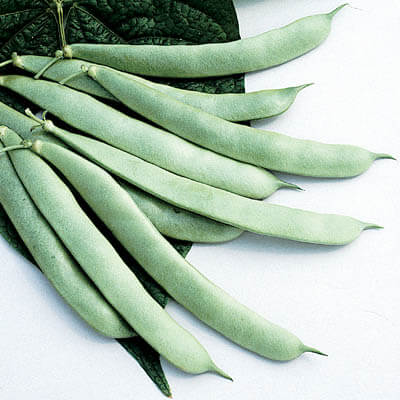 Bean Roma II Seed Seeds