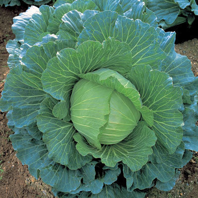Cabbage K-Y Cross F1 Seed Seeds