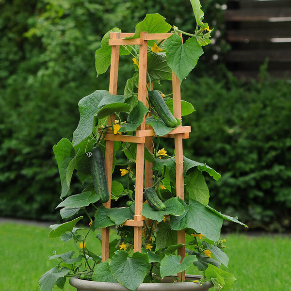 cucumbers cucumber patio snacker growing grow containers gardening pot container f1 seeds planting vegetables vegetable trellis harrisseeds spring factors indoors