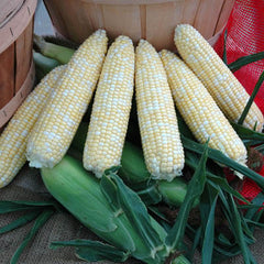 Sweet Corn Sparkler F1 Seed