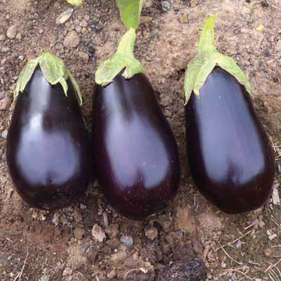 Eggplant Traviata F1 Organic Seed Seeds