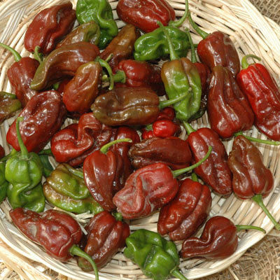 Pepper Chocolate Habanero Seed Seeds