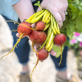 Beet Touchstone Gold Seed