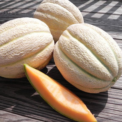 Melon Solstice F1 Seed Seeds