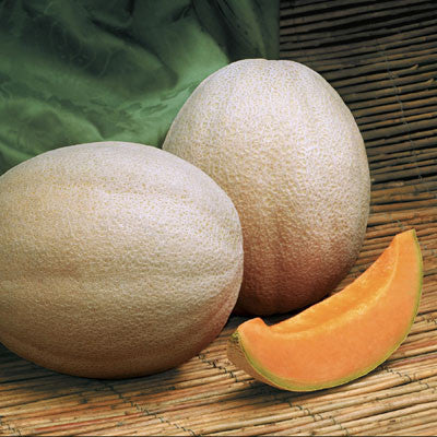 Melon Aphrodite F1 Seed Seeds