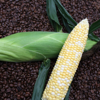 Sweet Corn Espresso F1 Seed Seeds