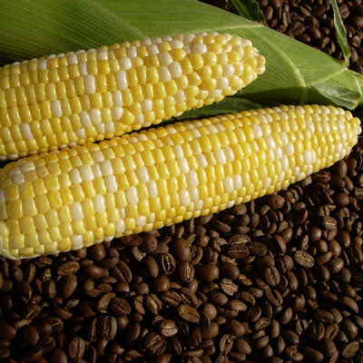 Sweet Corn Cuppa Joe F1 Seed Seeds