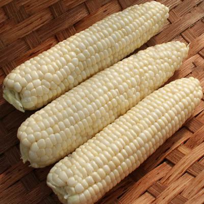 Sweet Corn Illusion F1 Seed Seeds