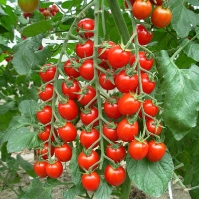 Tomato Nature's Bites F1 Seed Seeds