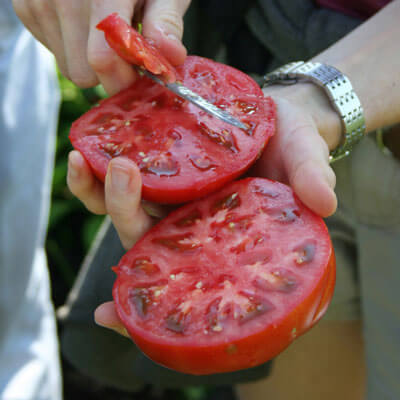 Tomato Caiman F1 Seed Seeds