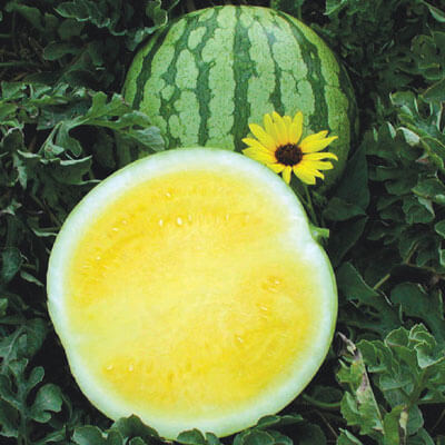 Watermelon Yellow Buttercup F1 Seed Seeds