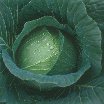 Cabbage Thunderhead F1 Seed Seeds