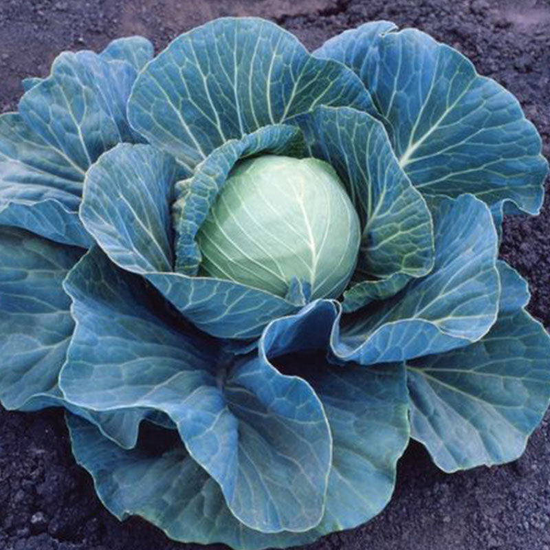 Cabbage Stonehead F1 Seed Seeds