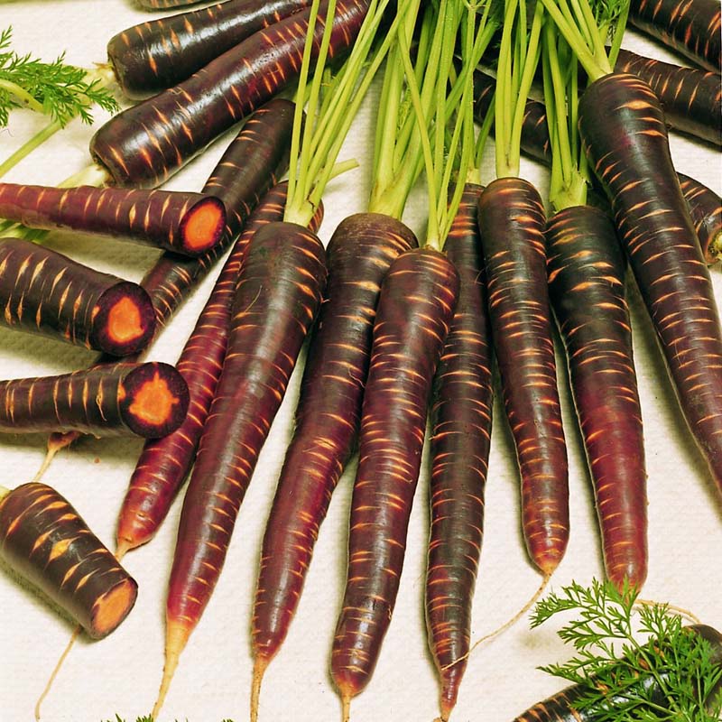 Carrot Purple Haze F1 Seed Seeds