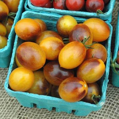 Tomato Indigo Kumquat F1 Seed Seeds