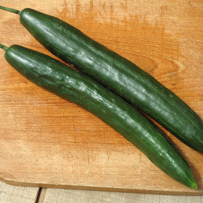 Cucumber Taurus F1 Seed Seeds