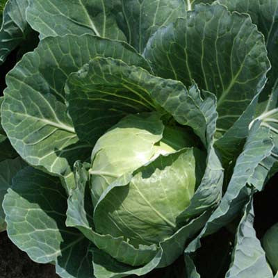 Cabbage Quick Start F1 Seed Seeds