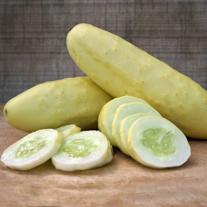 Cucumber Silver Slicer Seed Seeds